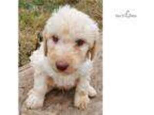 Medium Photo #1 Labradoodle Puppy For Sale in Asheville, NC, USA