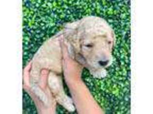 Goldendoodle Puppy for sale in Saint Cloud, FL, USA