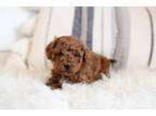 Mutt Puppy for sale in West Bend, IA, USA