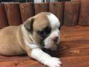 French Bulldog Puppy for sale in Yuma, AZ, USA