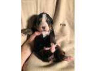 Bernese Mountain Dog Puppy for sale in Greenville, OH, USA