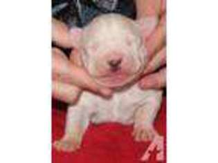 Dogo Argentino Puppy for sale in CAT SPRING, TX, USA