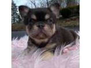 French Bulldog Puppy for sale in Clarksburg, NJ, USA