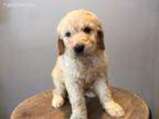 Goldendoodle Puppy for sale in Hudson, WI, USA