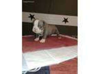 Olde English Bulldogge Puppy for sale in Urbana, OH, USA