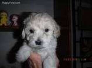Mal-Shi Puppy for sale in Conroe, TX, USA