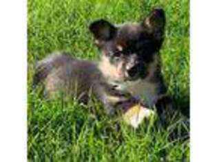 Pembroke Welsh Corgi Puppy for sale in Bagley, MN, USA