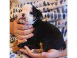 Bulldog Puppy for sale in Jennings, OK, USA