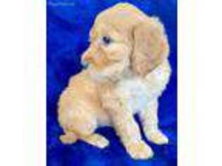 Goldendoodle Puppy for sale in Kerman, CA, USA