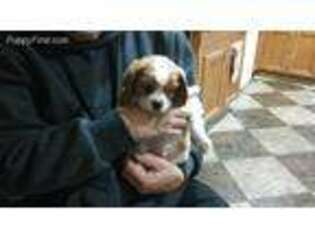 Cavalier King Charles Spaniel Puppy for sale in Stover, MO, USA