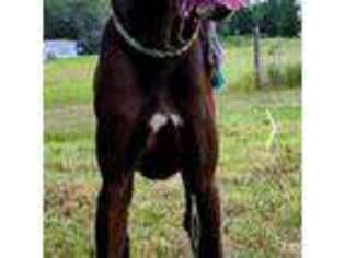 Great Dane Puppy for sale in Tallahassee, FL, USA