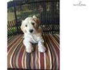 Goldendoodle Puppy for sale in Lawton, OK, USA