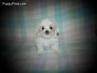 Maltese Puppy for sale in Maynard, MN, USA