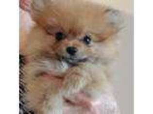 Pomeranian Puppy for sale in Ava, MO, USA