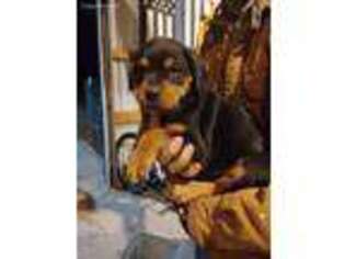 Rottweiler Puppy for sale in Olar, SC, USA