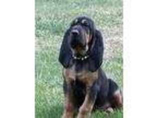 Bloodhound Puppy for sale in Cave Junction, OR, USA