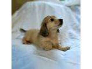 Dachshund Puppy for sale in Portland, OR, USA