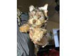 Yorkshire Terrier Puppy for sale in Deltona, FL, USA
