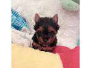 Yorkshire Terrier Puppy for sale in Labelle, FL, USA