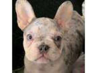 French Bulldog Puppy for sale in Paris, KY, USA