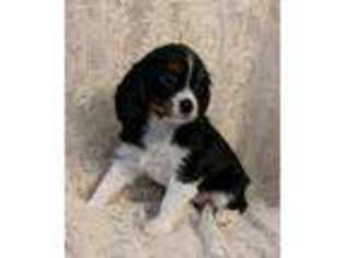 Cavalier King Charles Spaniel Puppy for sale in Middleburg, PA, USA