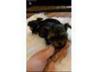 Yorkshire Terrier Puppy for sale in Lovelady, TX, USA