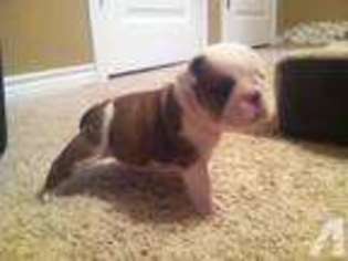 Bulldog Puppy for sale in QUITMAN, TX, USA