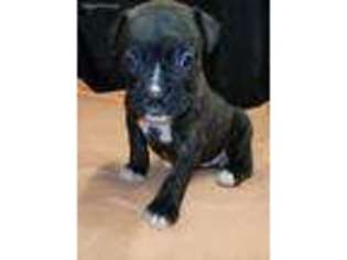 Boxer Puppy for sale in Dublin, TX, USA