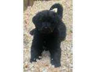Newfoundland Puppy for sale in Sherwood, MI, USA