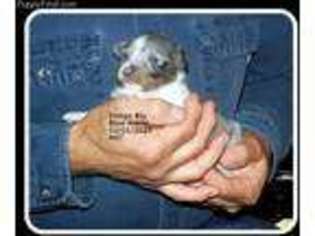 Shetland Sheepdog Puppy for sale in Stanton, MI, USA