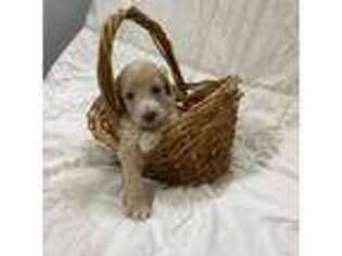 Goldendoodle Puppy for sale in Wilmington, NC, USA