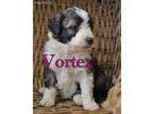 Mutt Puppy for sale in Huxley, IA, USA