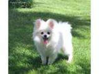 Pomeranian Puppy for sale in Le Sueur, MN, USA
