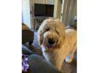 Goldendoodle Puppy for sale in San Jose, CA, USA