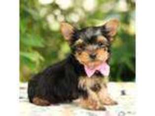 Yorkshire Terrier Puppy for sale in Plymouth, OH, USA