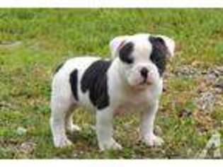 American Bulldog Puppy for sale in CARSON CITY, MI, USA