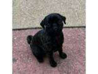 Pug Puppy for sale in Westport, MA, USA