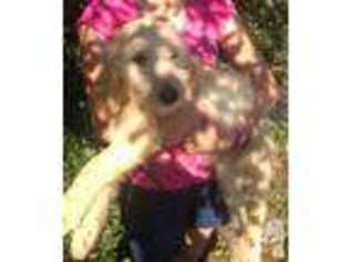 Goldendoodle Puppy for sale in WIMAUMA, FL, USA