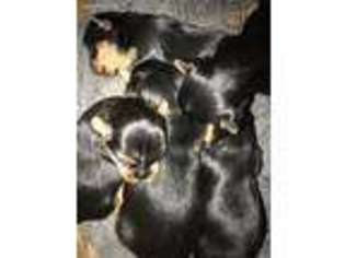 Yorkshire Terrier Puppy for sale in Fredericksburg, VA, USA