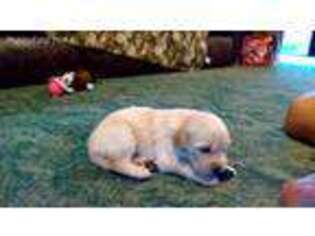 Golden Retriever Puppy for sale in Malabar, FL, USA