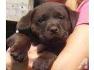 Labrador Retriever Puppy for sale in ALGONQUIN, IL, USA
