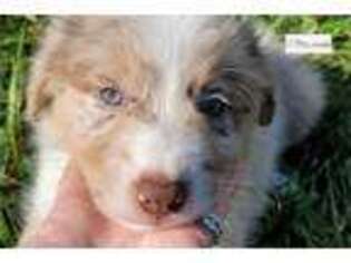 Border Collie Puppy for sale in Danville, VA, USA