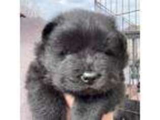 Chow Chow Puppy for sale in Cottage Grove, MN, USA