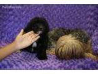 Yorkshire Terrier Puppy for sale in Queens Village, NY, USA
