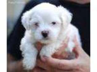 Maltese Puppy for sale in Lansing, MI, USA