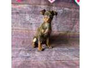 Miniature Pinscher Puppy for sale in Kissimmee, FL, USA