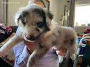 Shetland Sheepdog Puppy for sale in Big Rapids, MI, USA