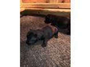 Scottish Terrier Puppy for sale in GODWIN, NC, USA