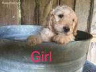 Goldendoodle Puppy for sale in Taylorsville, NC, USA