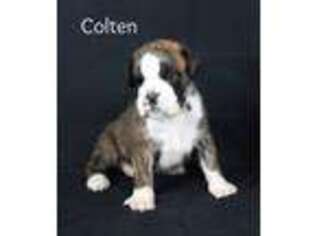 Boxer Puppy for sale in Middlebury, IN, USA